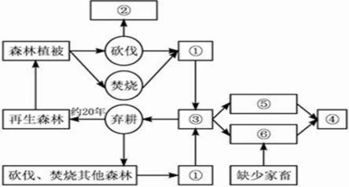 探索动物森林法则中的角色及其在生态系统中的重要性与生存策略