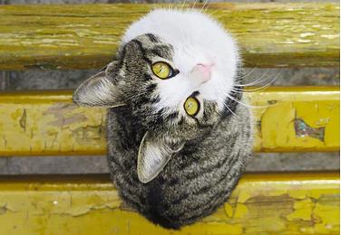 (如何准确辨别家猫和土猫的关系)如何准确辨别家猫和土猫? (如何准确辨别家猫和土猫的关系)如何准确辨别家猫和土猫?