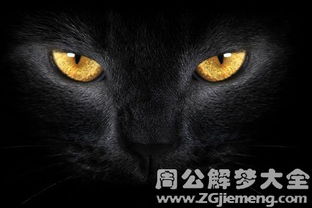 (黑猫奇闻社什么时候上线)黑猫奇闻社为什么总是做不好?黑猫奇闻社到底烂在哪里?