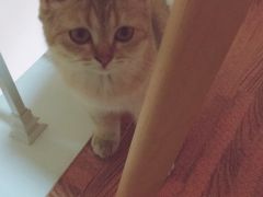(猫语咖啡全猫咪图鉴)猫语咖啡最新版本更新内容介绍及全新功能介绍 (猫语咖啡全猫咪图鉴)猫语咖啡最新版本更新内容介绍及全新功能介绍