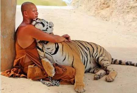 深度解析中国文化中'老虎下山'寓言的涵义及其在现代社会中可能预示的情况