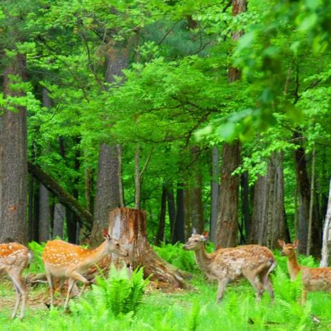 (怎么样才能抽蜘蛛)萌宠封神:探讨多少抽蜘蛛会影响游戏平衡及操作体验