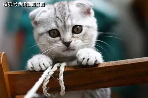 (跟猫亲亲会不会得狂犬病)和猫猫亲嘴会得狂犬病吗？了解一下宠物疾病传播方式