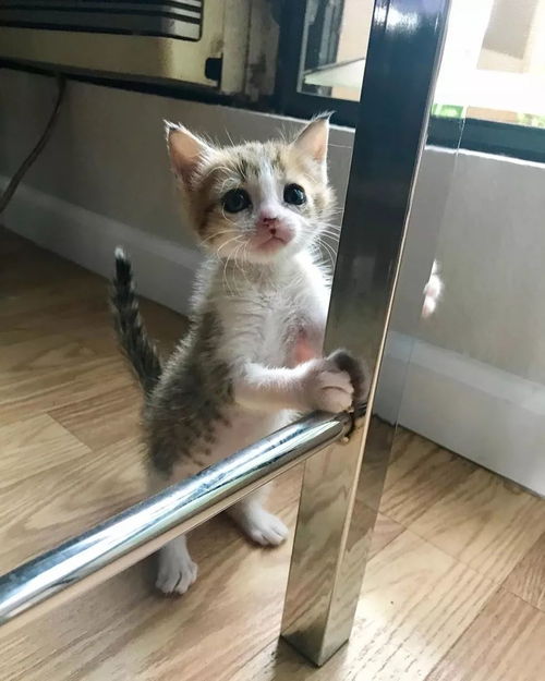 深度解析：根据动物行为心理学如何遇见并成为猫咪喵克斯的朋友的完全攻略