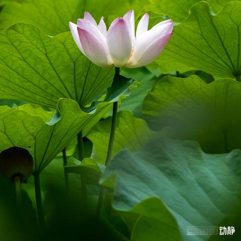 (修个球仙修改器)我只是一个球内置修改器，能让你的游戏体验更加独特和丰富