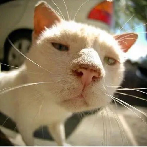 探索猫酱是什么意思? 猫酱代表什么？猫酱有什么特殊含义？了解猫酱的起源和意义