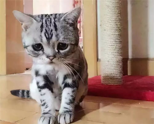 探索猫酱是什么意思? 猫酱代表什么？猫酱有什么特殊含义？了解猫酱的起源和意义