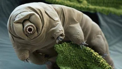 (什么动物三足鼎立)三足鼎立,揭秘自然界中这种罕见动物的神秘面纱 (什么动物三足鼎立)三足鼎立,揭秘自然界中这种罕见动物的神秘面纱