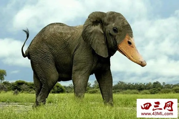 (什么动物三足鼎立)三足鼎立,揭秘自然界中这种罕见动物的神秘面纱 (什么动物三足鼎立)三足鼎立,揭秘自然界中这种罕见动物的神秘面纱